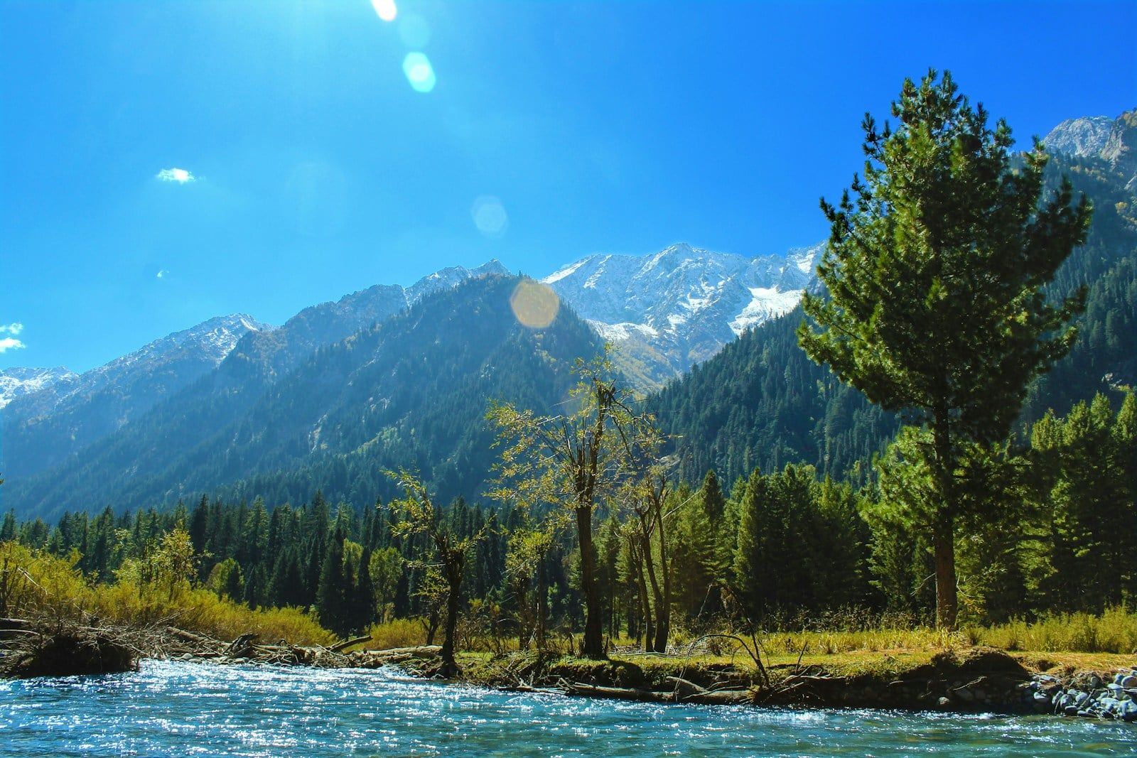 Pine forest and mountains in Swat valley